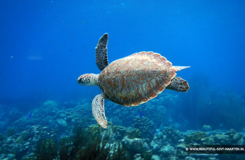 Zeeschildpad op Sint Maarten